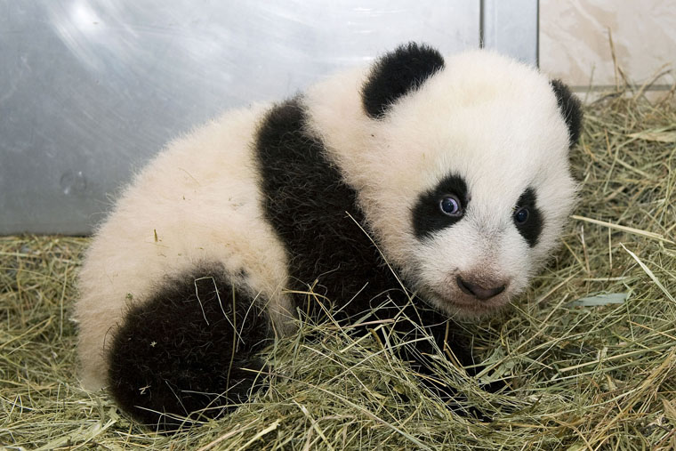 Hello, Baby Panda! A Listen and Read Book, Level A | Scholastic