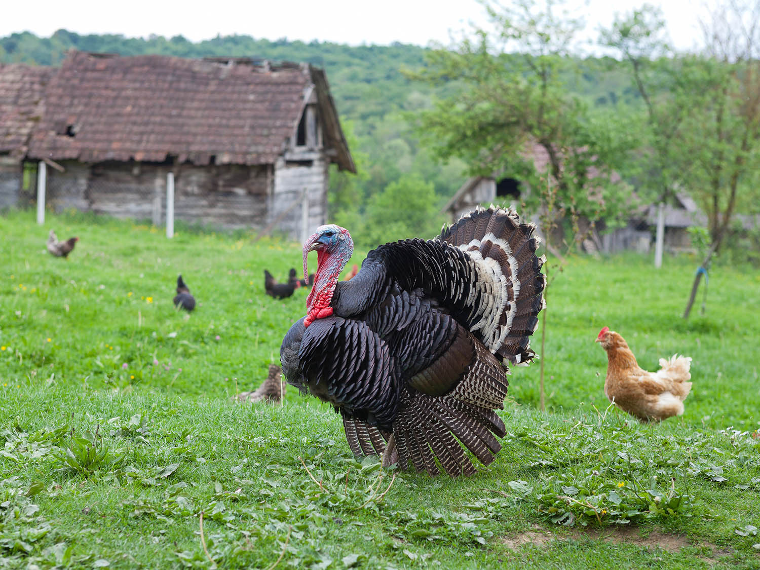 Thanksgiving image with scripture