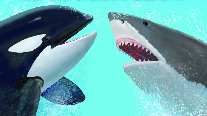 Who Would Win? Killer Whale Vs. Great White Shark Teaching Guide ...