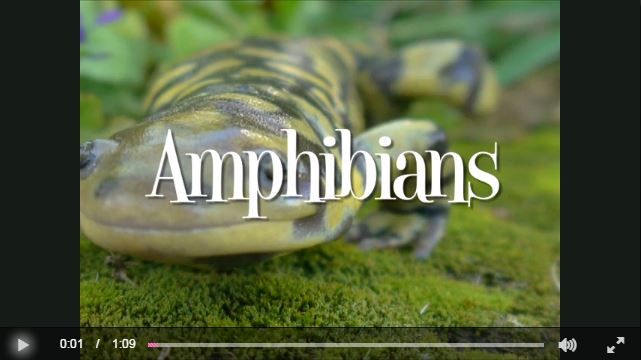 tf-amphibians_video