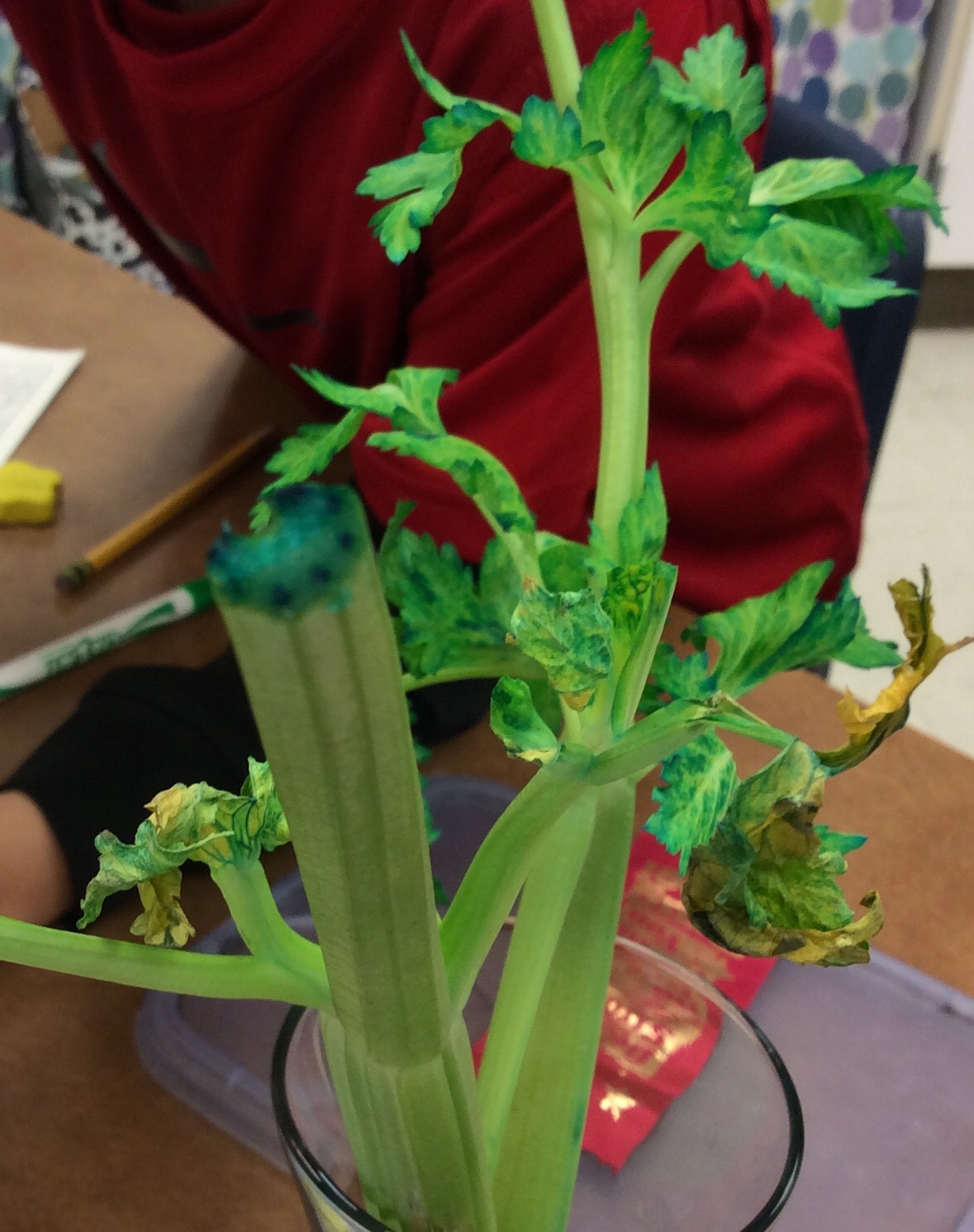 celery stem experiment