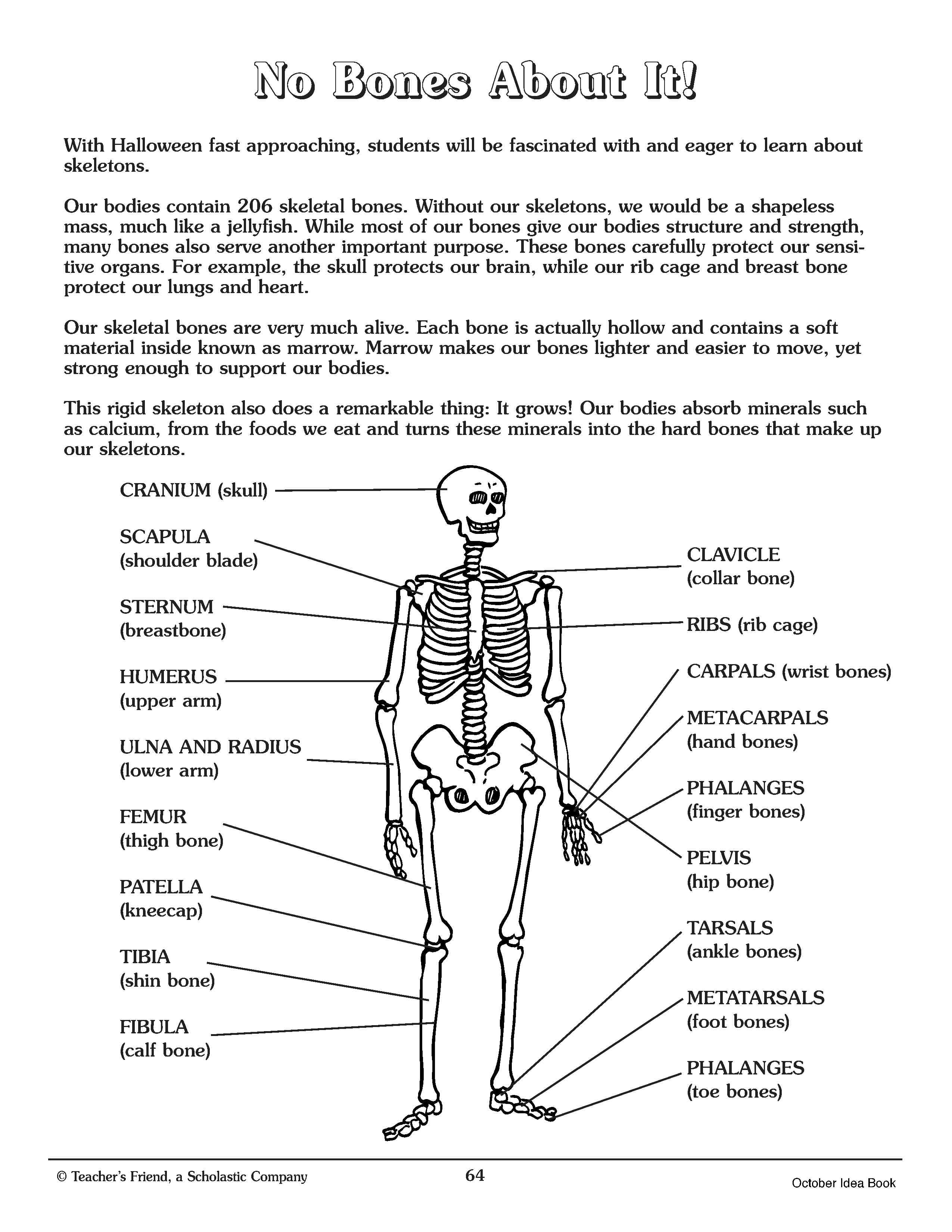 Skeletal System Worksheets