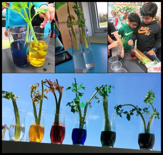 Celery Science: Kids Design Their Own Experiments | Scholastic