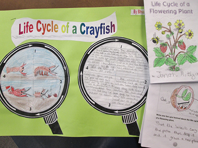 10 Ready To Go Resources For Teaching Life Cycles Scholastic