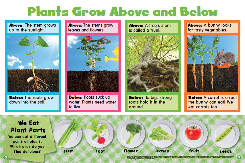 Plant eating перевод. Plants we eat. Этикетка we Plants. Постер grow through. Plants find differences.