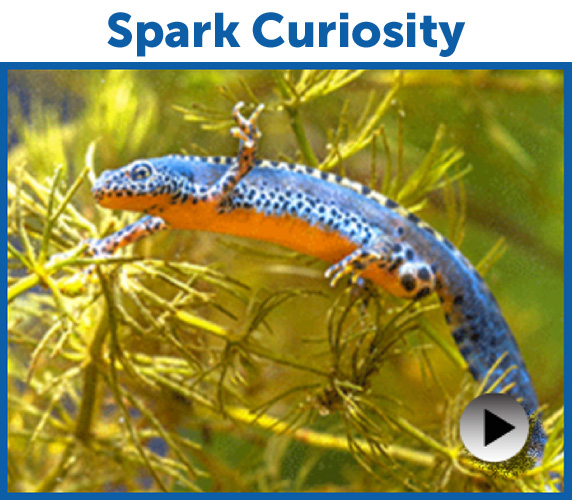 Spark Curiosity